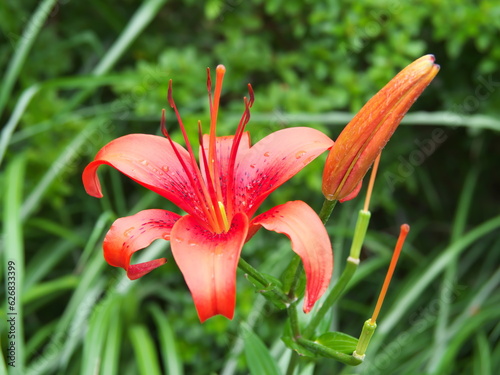 初夏に咲く・ゆりの花