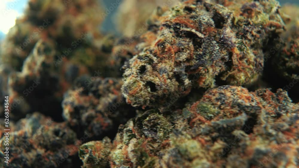 A macro cinematic detailed shot of a cannabis plant, orange hybrid strains, Indica and sativa , purple green marijuana flower, on a rotating stand, slow motion, 4K, professional studio lighting A macro cinematic detailed shot of a cannabis plant, orange hybrid strains, Indica and sativa , purple green marijuana flower, on a rotating stand, slow motion, 4K, professional studio lighting