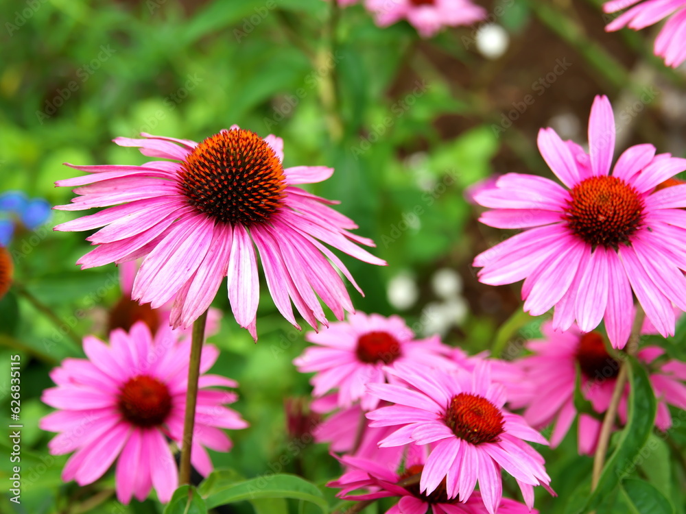 Fototapeta premium 初夏に咲く・エナセキアの花
