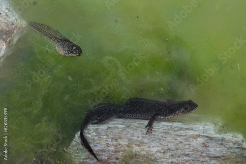 Underwater  the Alpine newt male on the rock with tadpole  Ichthyosaura alpestris 