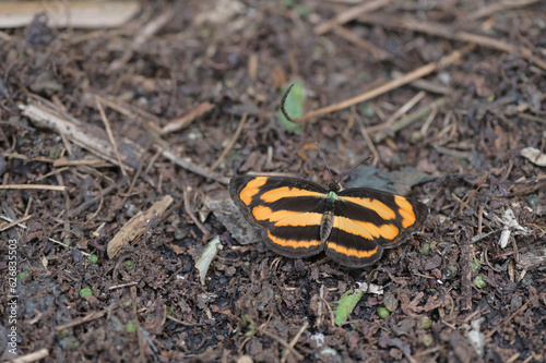 Butterfly from the Taiwan (Symbrenthia hypselis scatinia) Butterfly in water