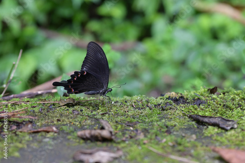Butterfly from the Taiwan (Papilio bianor)Emerald butterfly 