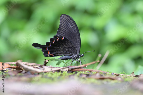 Butterfly from the Taiwan (Papilio bianor)Emerald butterfly 