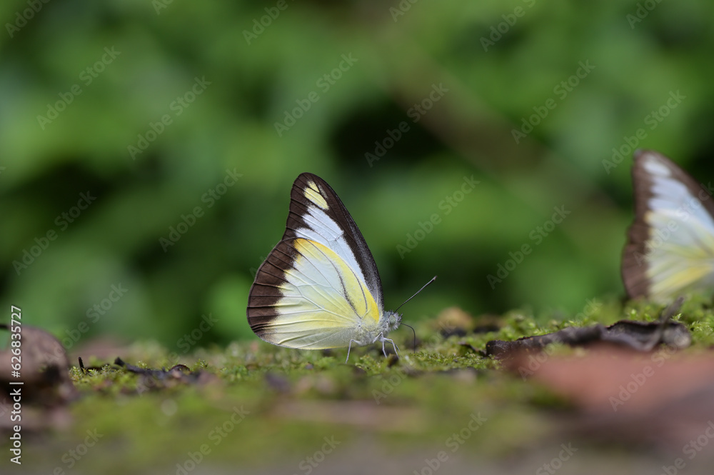 Butterfly from the Taiwan (Appias lyncida)Emerald butterfly Butterfly from the Taiwan (Appias lyncida)Emerald butterfly