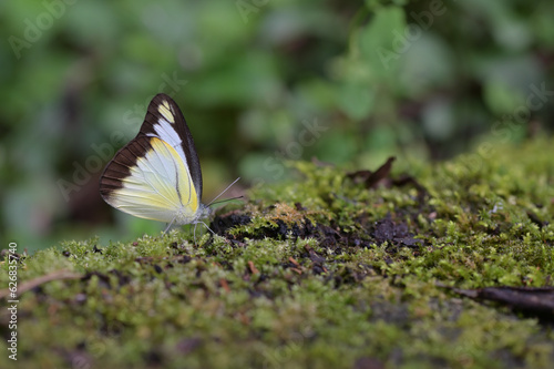 Butterfly from the Taiwan (Appias lyncida)Emerald butterfly 