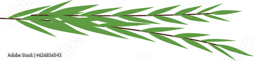 Four species, arava, Jewish traditional symbol of Sukkot holiday. Jewish religious tradition
