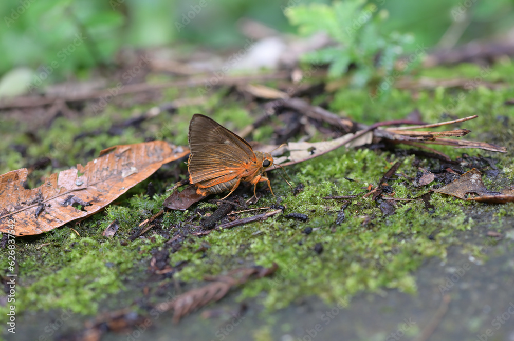 Obraz premium Butterfly from the Taiwan (Burara jaina formosana)Orange-winged umbrella butterfly 