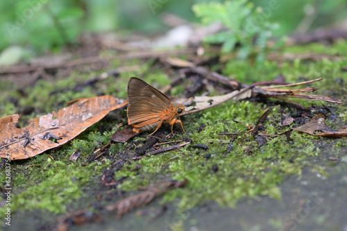 Butterfly from the Taiwan (Burara jaina formosana)Orange-winged umbrella butterfly 