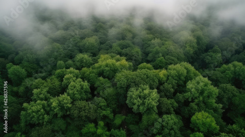 Aerial view of beautiful green forest with fog. Nature landscape background