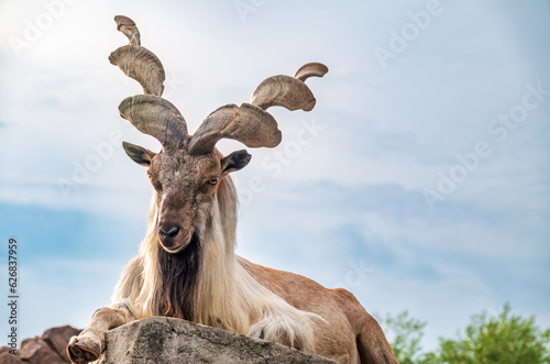 Close-up portrait of Markhor, Capra falconeri, wild goat native to Central Asia, Karakoram and the Himalayas