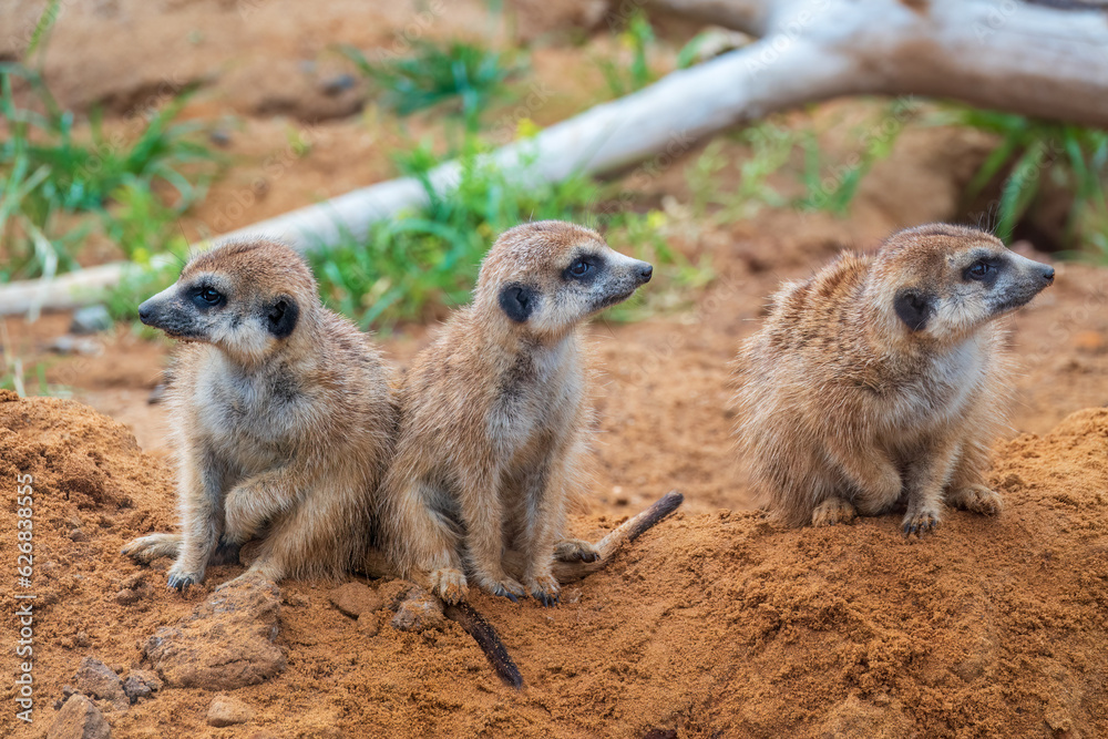 Fototapeta premium A group of cute meerkats. Meerkat Family are sunbathing.