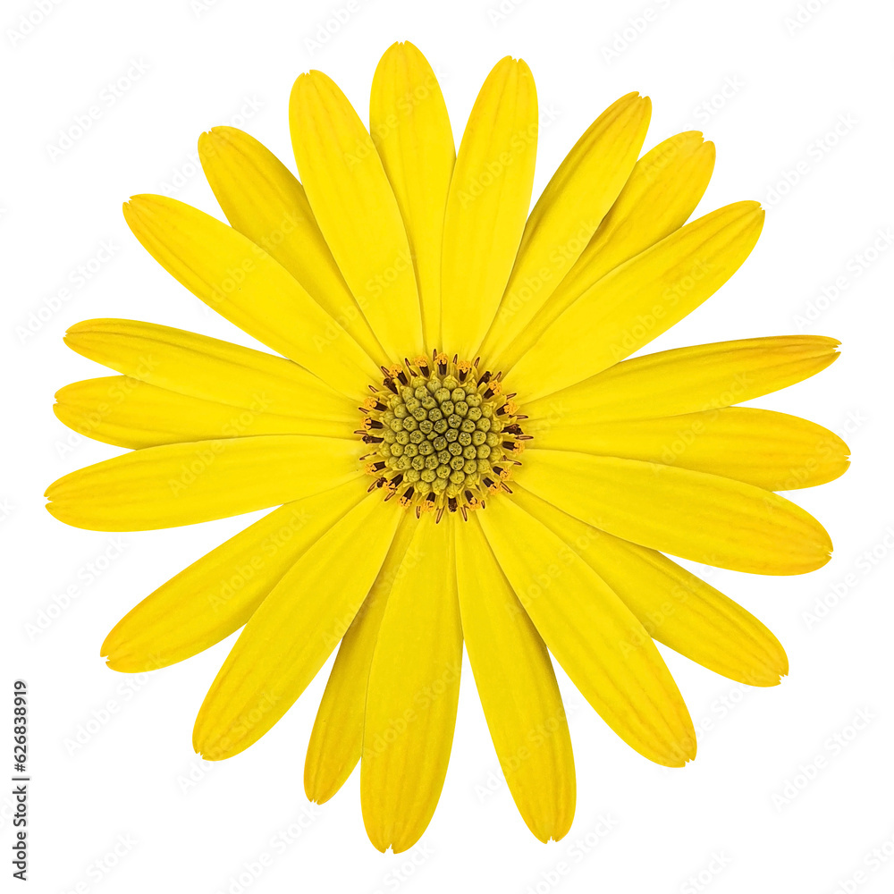 yellow daisy transparent background yellow daisy transparent background