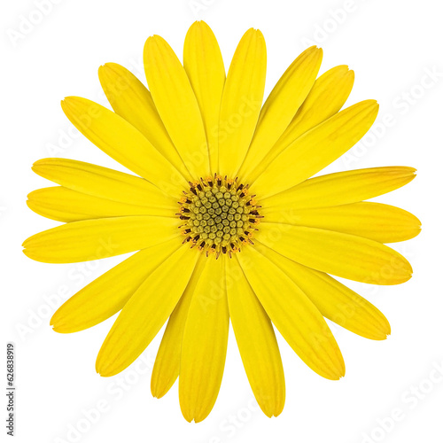 yellow daisy transparent background
