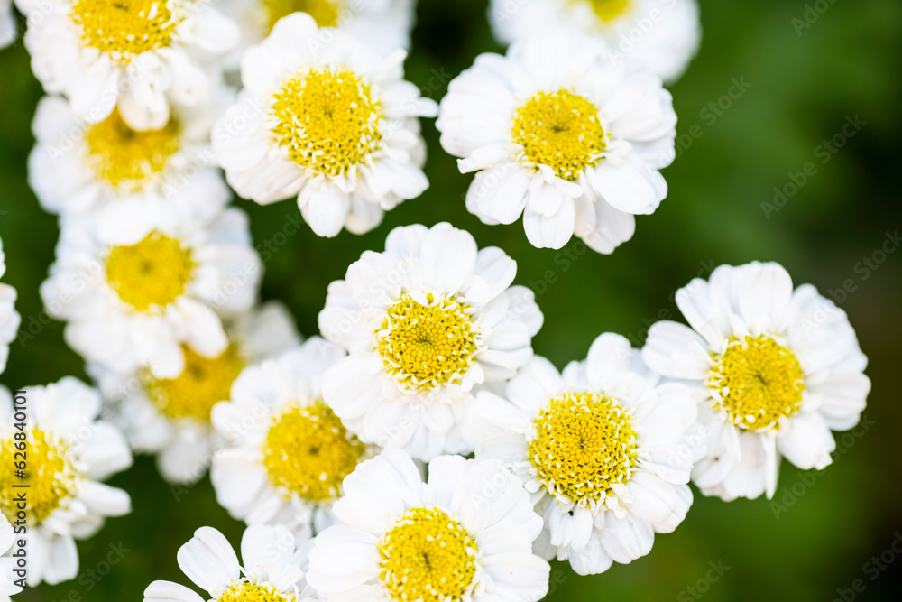 Fototapeta premium Beautiful chamomile flowers. Healing herbs