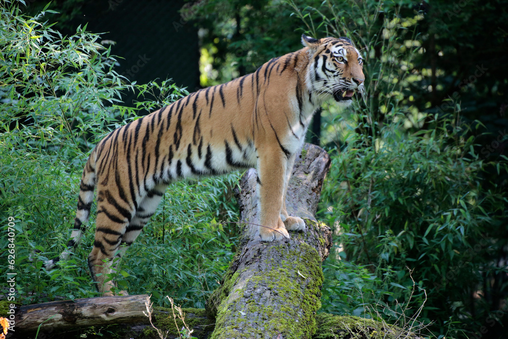 Sibirische Tiger (Panthera tigris altaica)