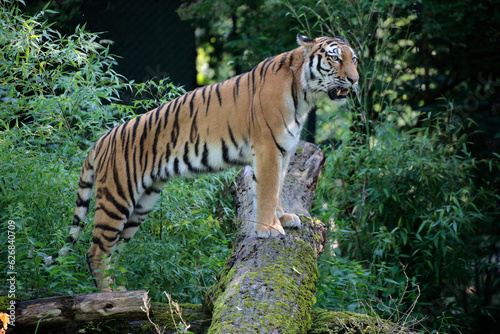 Fototapeta Naklejka Na Ścianę i Meble -  Sibirische Tiger (Panthera tigris altaica)