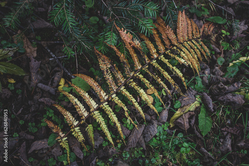 fern in the forest. fern in autumn