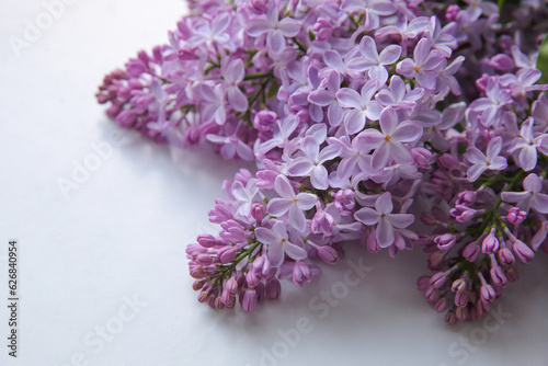 Blurry floral background.A branch of blossoming lilac  syringa  flowers. Lilac background. Lilac closeup.