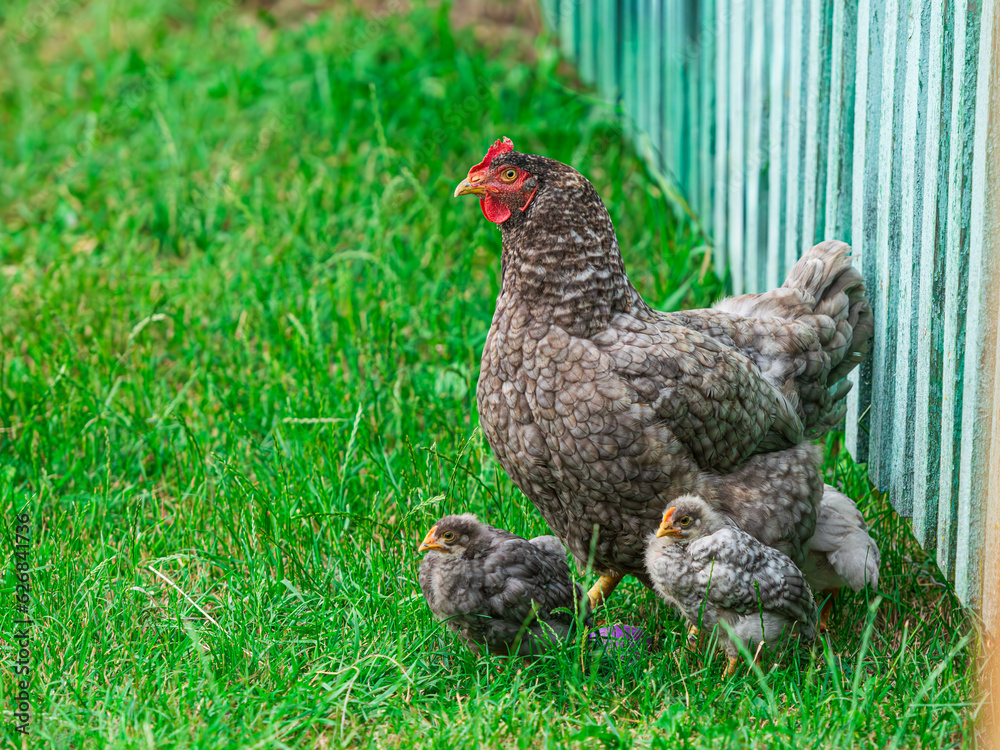 Hen with a group of small fledgling chicks on green grass outdoors. Low angle view.