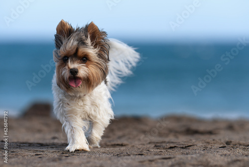 Cute Biewer Yorkshire Terrier puppy on the beach, sandy beach near wavy sea