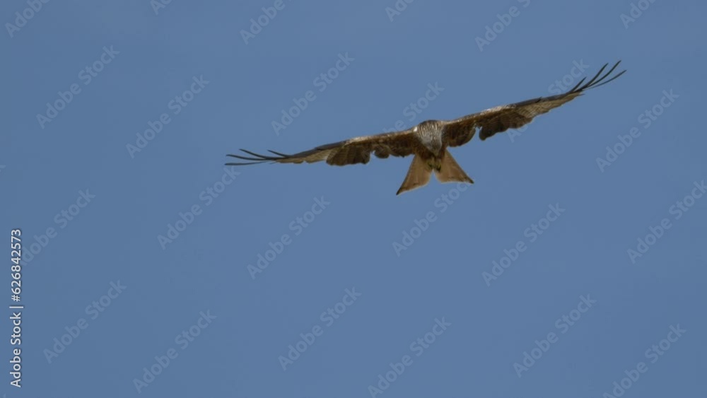 Tracking shot of majestic red kite with beating wings flying in the air against blue sky - slow motion close footage Tracking shot of majestic red kite with beating wings flying in the air against blue sky - slow motion close footage