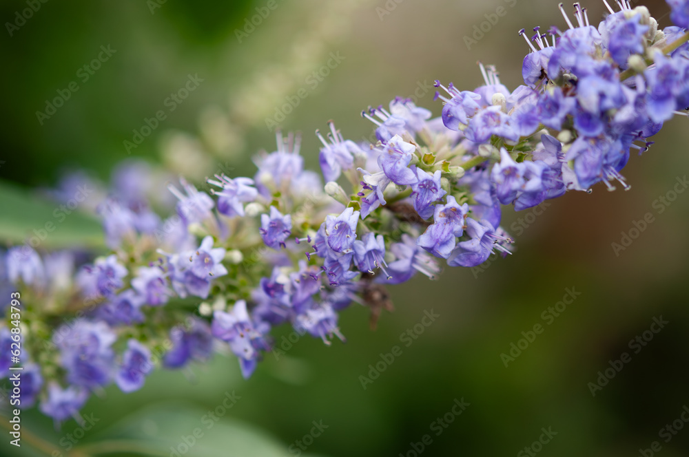 セイヨウニンジンボクの花 マクロ Vitex agnus-castus セイヨウニンジンボクの花 マクロ Vitex agnus-castus