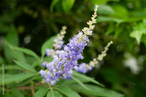                                      Vitex agnus-castus