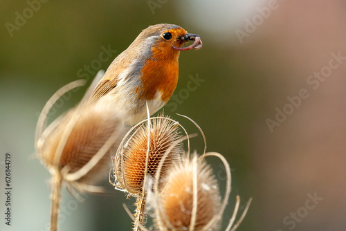 Foto Robin redbreast in teasel with food close up