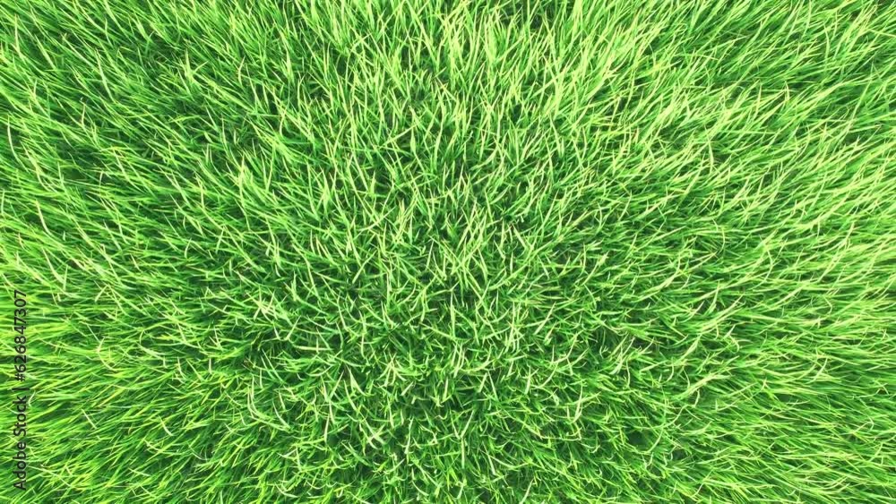 Aerial view of the wind shakes the grass on the rice field. Agriculture concept growing rice plants in the Albufera of Valencia, Spain. Aerial view of the wind shakes the grass on the rice field. Agriculture concept growing rice plants in the Albufera of Valencia, Spain.