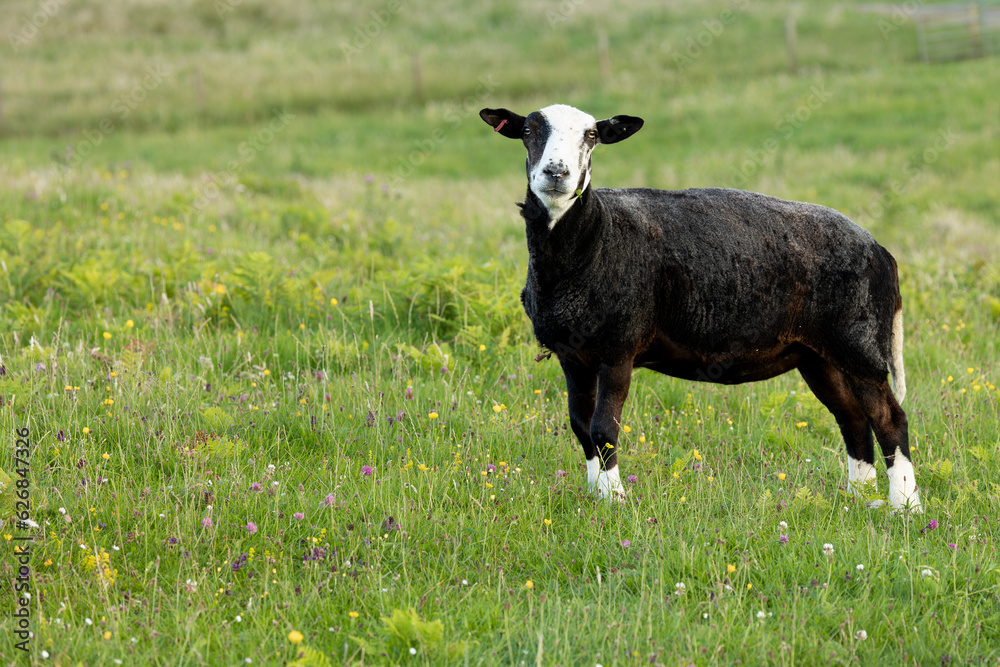 Zwartbles sheep with shorn fleece, on the colourful machair in Summer with a leaf of clover in her mouth.  Facing camera.  Sanday, Isle of Canna, Scotland.  Horizontal.  Space for copy. - obrazy, fototapety, plakaty 