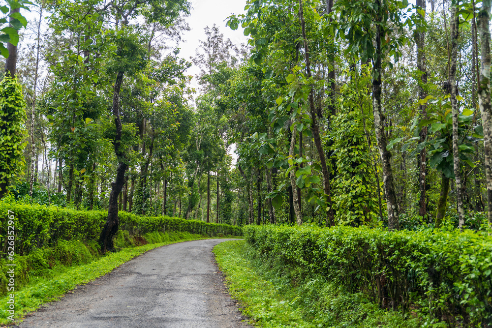 Road in the middle of coffee 
and Black pepper plantation
