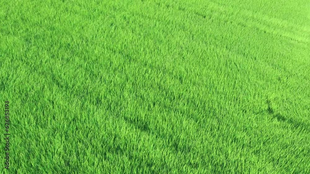 Aerial view of the wind shakes the grass on the rice field. Agriculture concept growing rice plants in the Albufera of Valencia, Spain. Aerial view of the wind shakes the grass on the rice field. Agriculture concept growing rice plants in the Albufera of Valencia, Spain.