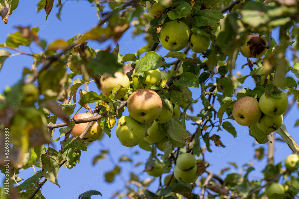 Apple harvest in the apple orchard Apple harvest in the apple orchard