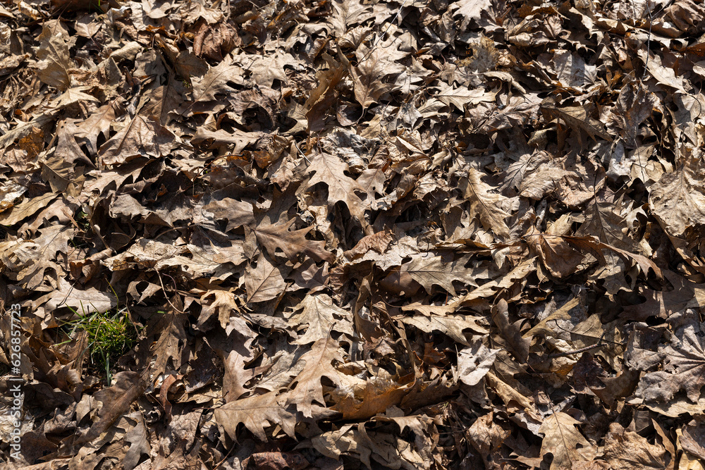 old leaves fallen in autumn on the ground in the spring season