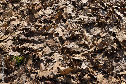 old leaves fallen in autumn on the ground in the spring season