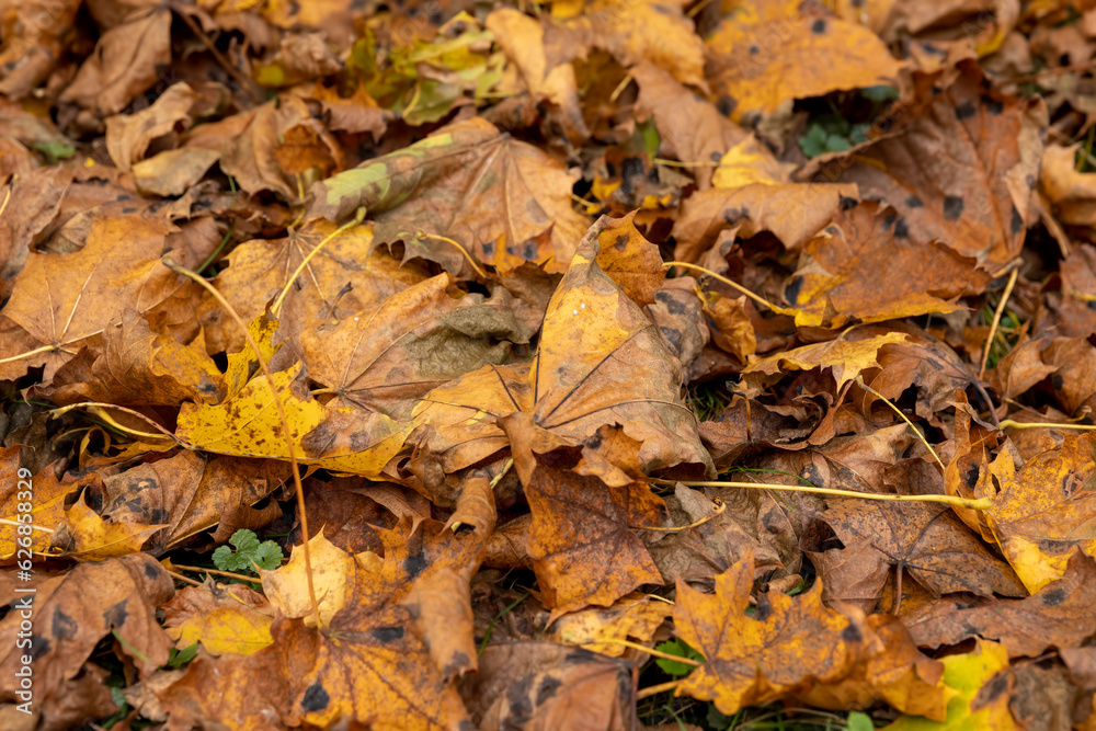 Orange maple foliage on the ground during leaf fall Orange maple foliage on the ground during leaf fall