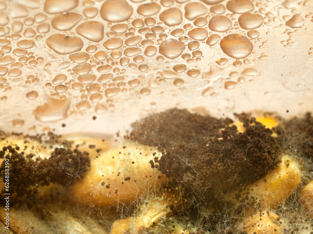 Obraz premium Mold on wheat grains