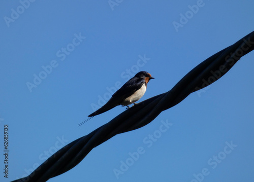 Barn Swallow on wire under blue sky background. A wire tailed swallow perched on cable. Bird sitting and rest on sunny summer day.