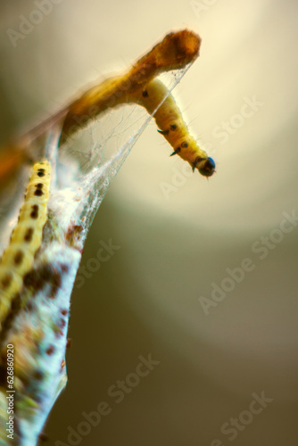 Caterpillars of weave moth yponomeuta evonymella. Macro photography caterpillar, soft focus. photo