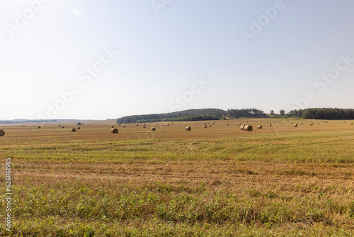 A field with cereals in the summer © rsooll