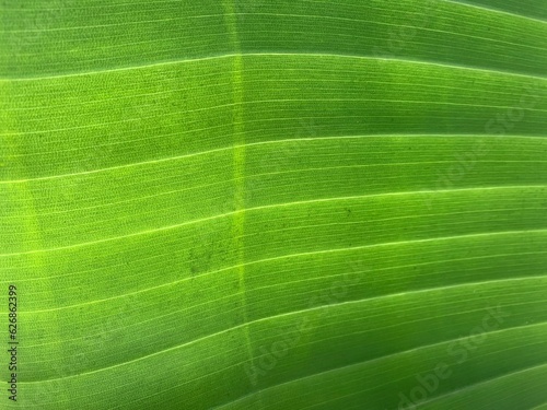 Banana green leaf closeup background use us space for text or image backdrop design.