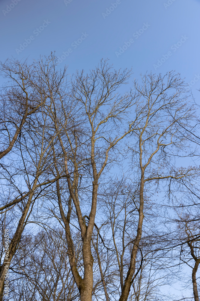 Bare trees in early spring in sunny clear weather Bare trees in early spring in sunny clear weather