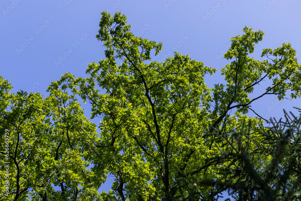 Trees in a mixed forest in summer
