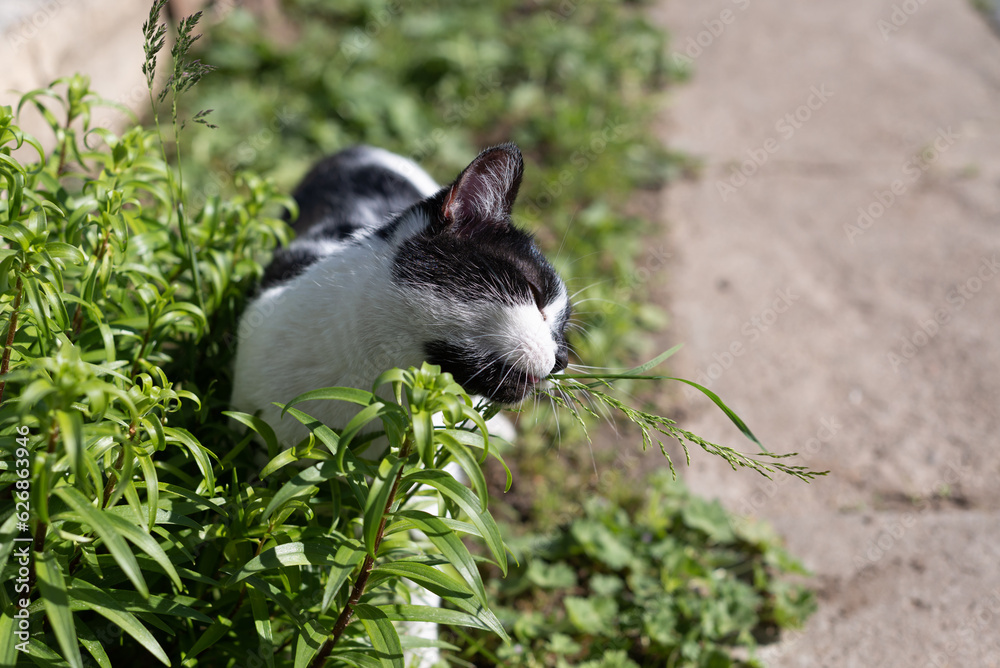 Cat Eating Grass, Beautiful black white cat eating fresh grass on green background. Cat is eating fresh green grass. concept of the health of Pets.