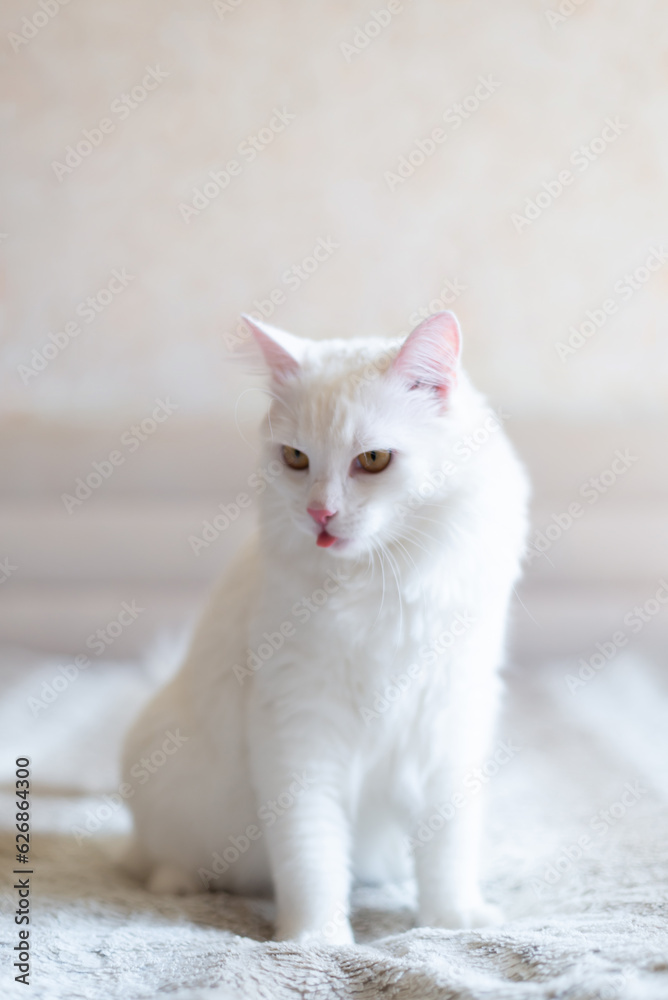 Portrait of turkish van domestic cat, very cute and smart pet in house, beautiful white cat Portrait of turkish van domestic cat, very cute and smart pet in house, beautiful white cat