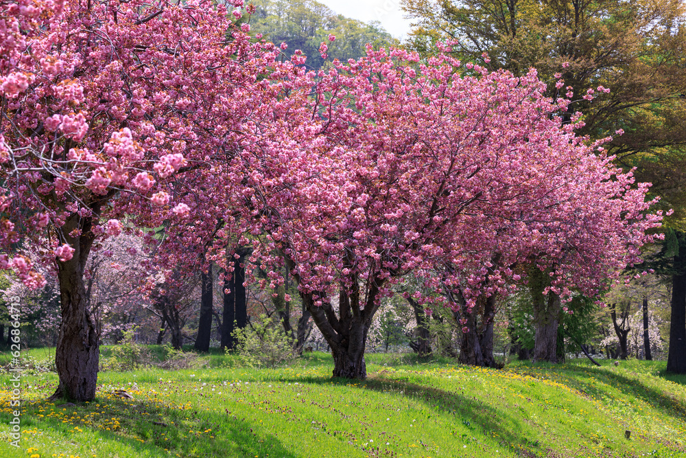 北海道洞爺湖町、烏帽子岩公園で咲き誇る八重桜【5月】
