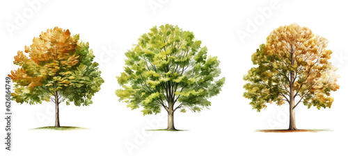 birch beech tree watercolor ai generated © sevector