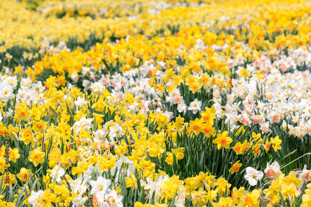 北海道洞爺湖町、約15万本のスイセンが咲き誇るスイセンの丘【5月】 - obrazy, fototapety, plakaty 