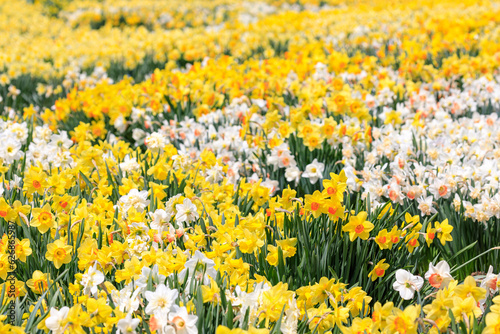 北海道洞爺湖町、約15万本のスイセンが咲き誇るスイセンの丘【5月】