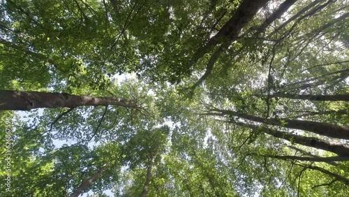 sottobosco, alberi mossi dal vento, 4k photo